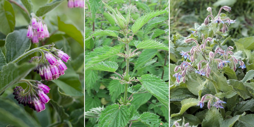 Composting - A Simple Recipe for Compost Tea from Three Plants