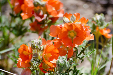 The Importance of Globe Mallow Bees and Why We Should All Plant Orange Globemallow