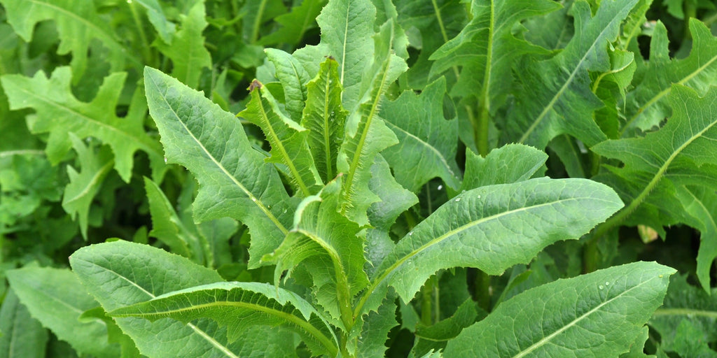 Wild Lettuce (Lactuca virosa/serriola) 🌱