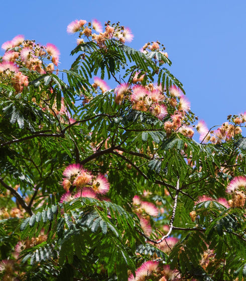 Albizia julibrissin Northern