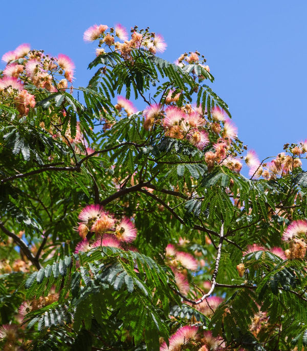 Albizia julibrissin Northern