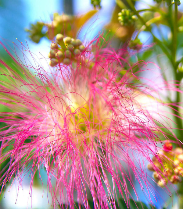 pink fragrant flowers on mimosa tree