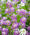 Alyssum-Royal-Carpet-garden-groundcover-flower-seeds-for-planting