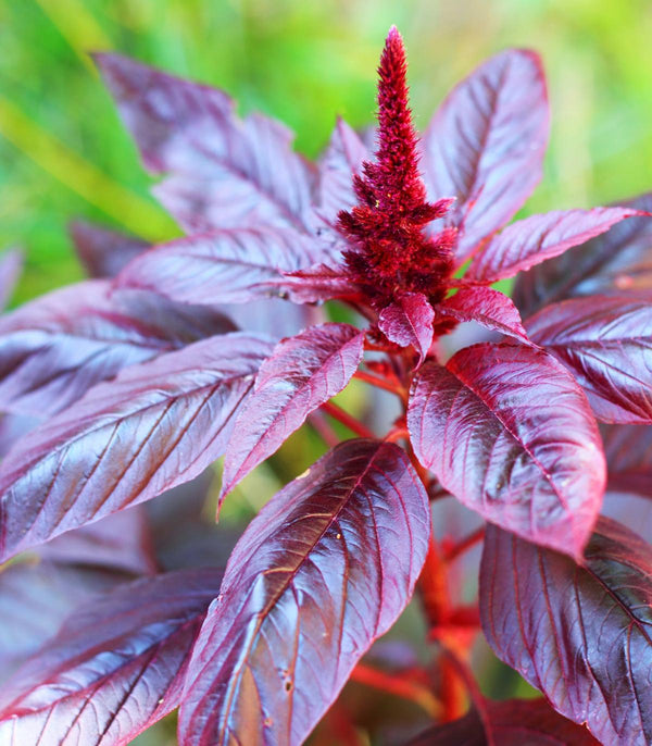 Amaranth-Burgundy-edible-garden-seeds-for-planting-Main
