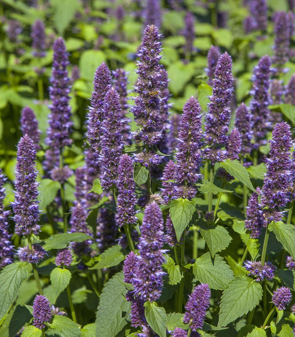 Hyssop Anise Hyssop