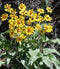 Arrowleaf Balsamroot