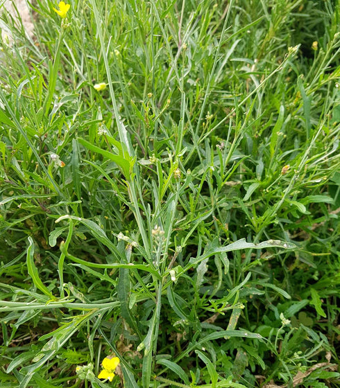 Arugula Wild