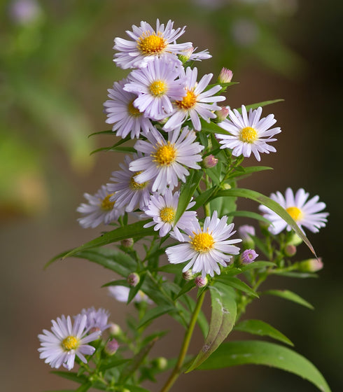 Aster Smooth Blue