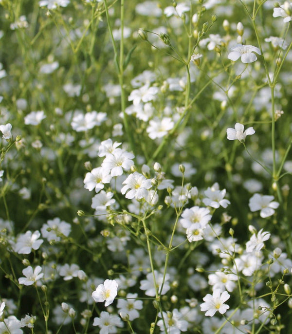 Baby's Breath Covent Garden