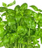 Basil-Large-Leaf-Italian-herb-garden-seeds-for-planting-fresh