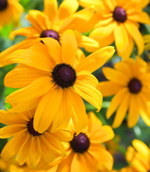 Black Eyed Susan