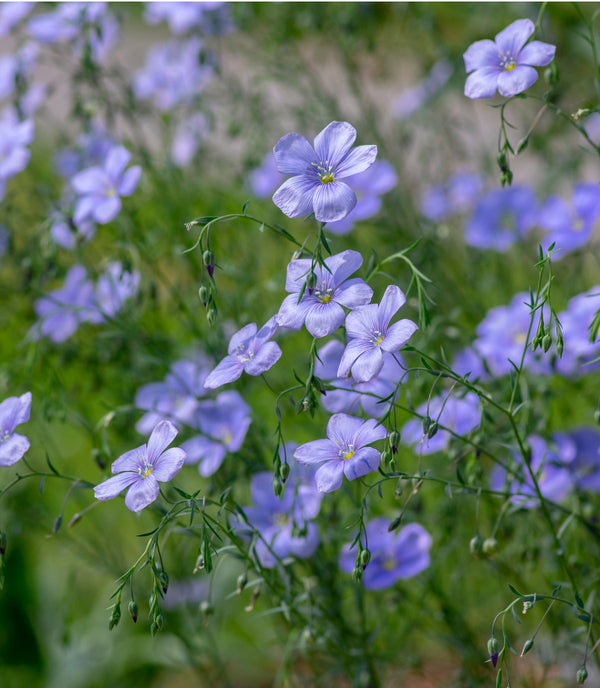 Blue Flax Perenne