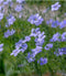 Blue Flax Perenne