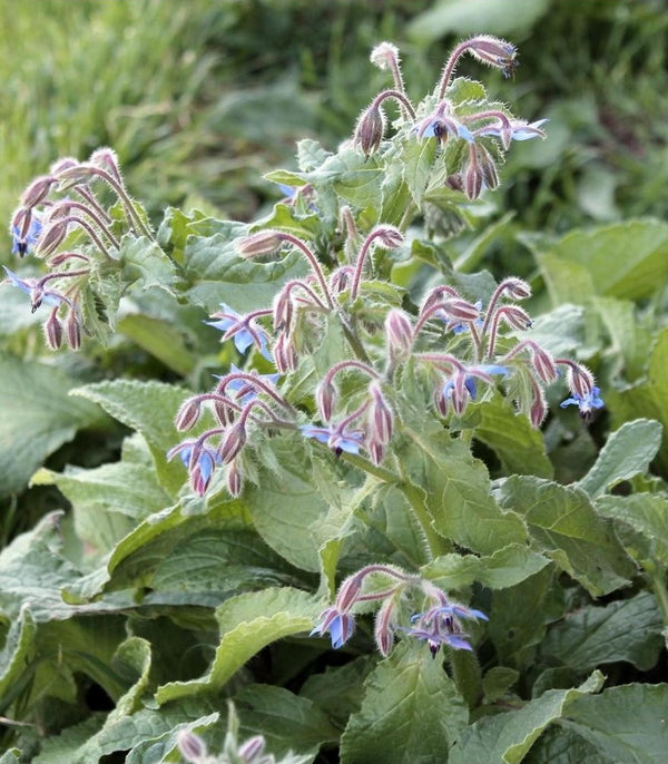Borage