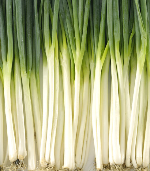 Bunching Onion Tokyo