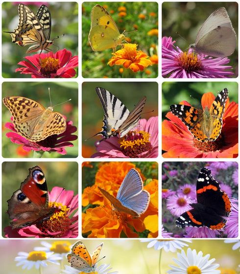 Butterfly Garden Flower Seeds