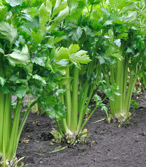 Celery Tall Utah Cutting Celery