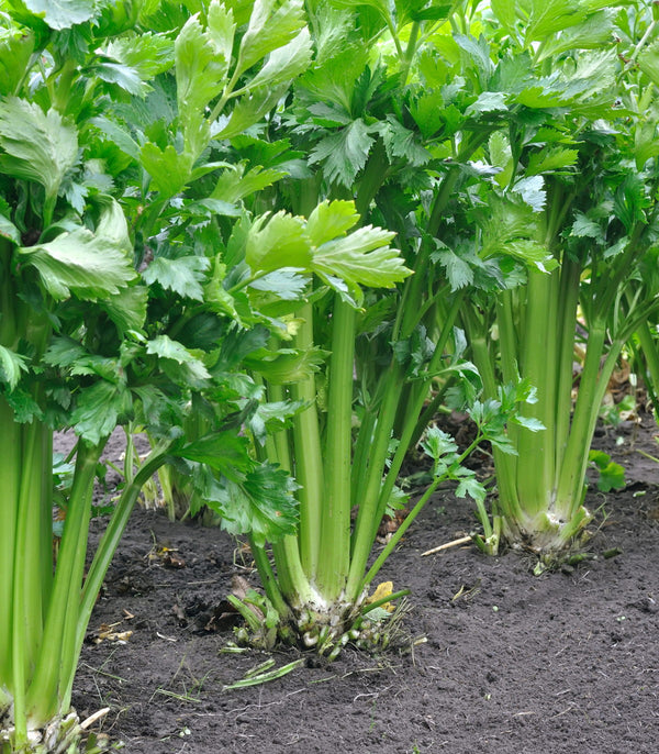 Celery Tall Utah Cutting Celery