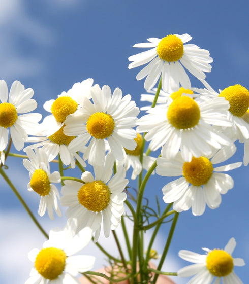 calming chamomile herb flowers on blue background