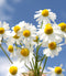 calming chamomile herb flowers on blue background