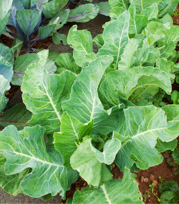 Collard Greens Georgia Southern 1,000 Seeds