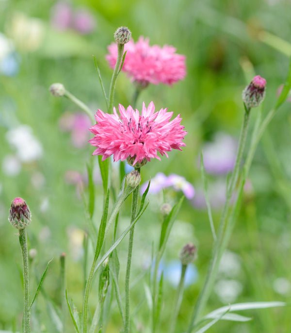 Cornflower Tall Pink