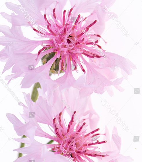 Cornflower Tall Pink