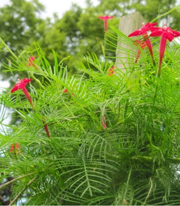 Cypress Vine