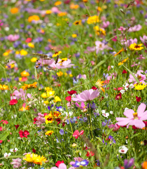 Low Growing Flower Mix
