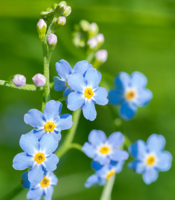 Forget Me Not (Water)
