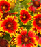 Gaillardia Aristata