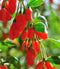 Goji Berry Tibetan