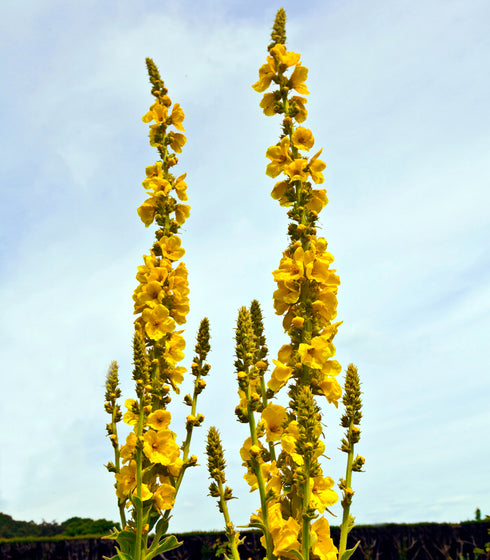 Great Mullein 150 Seeds