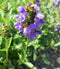 Prunella vulgaris (Heal All)