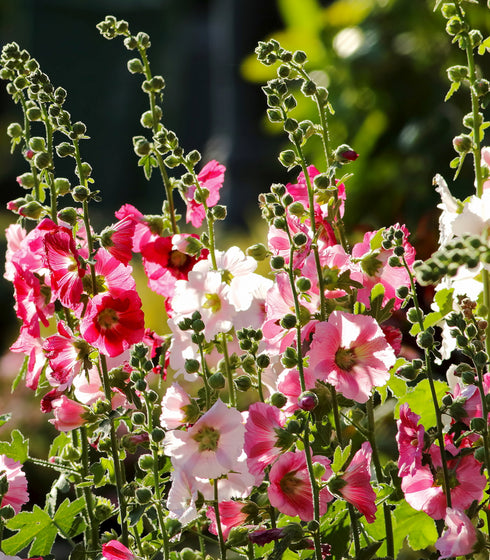Hollyhock Indian Spring Mix