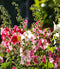 Hollyhock Indian Spring Mix