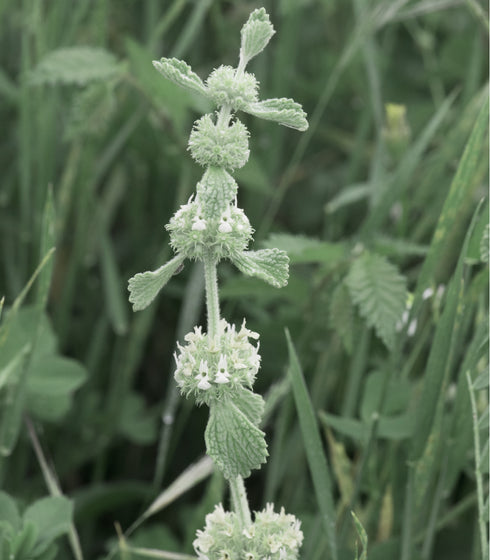 Horehound White