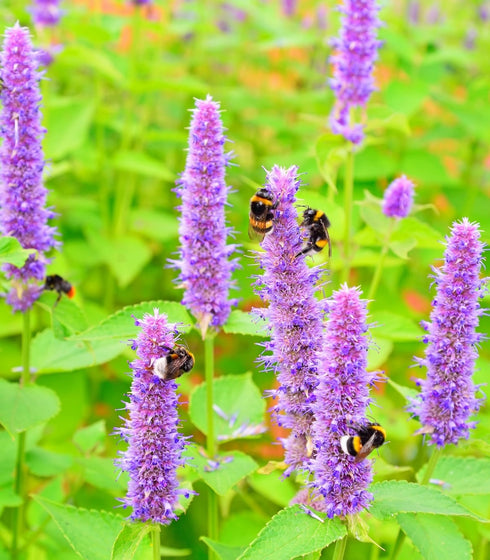 Hyssop Purple Giant