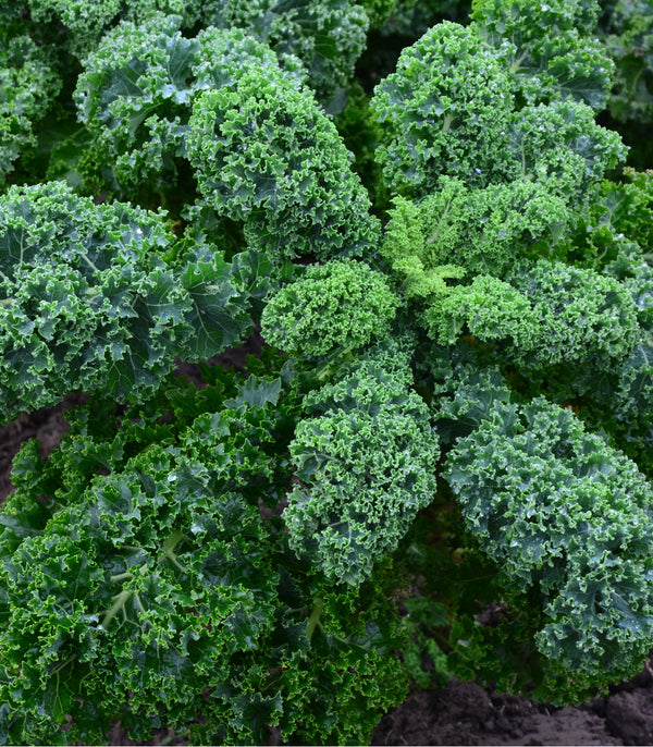 Kale Blue Scotch Curled
