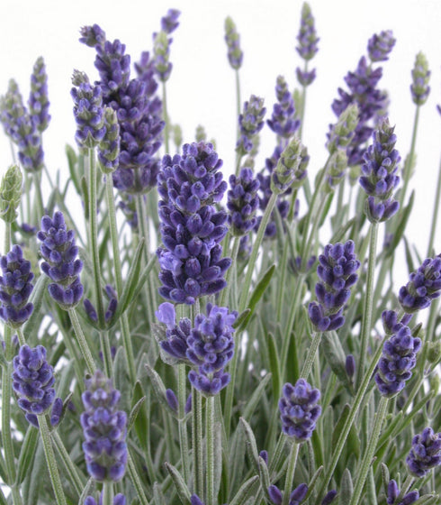 Lavender English Lavender