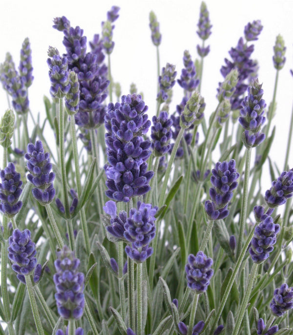 Lavender English Lavender