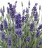 Lavender English Lavender