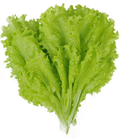Lettuce Black Seeded Simpson