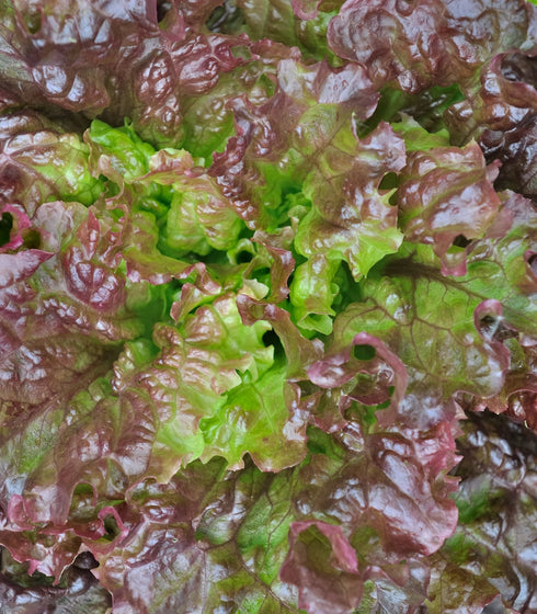 Lettuce Bronze Mignonette