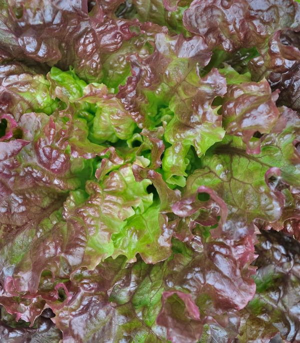 Lettuce Bronze Mignonette