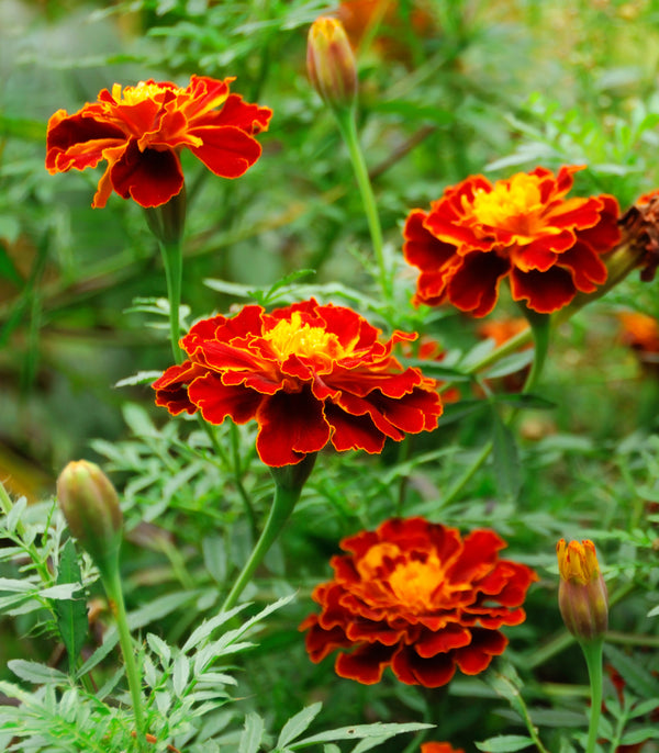 Marigold French Sparky