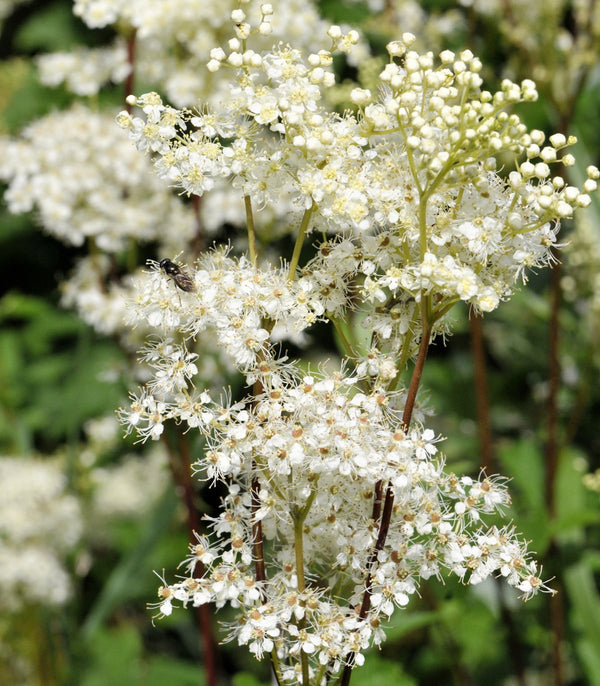 Meadowsweet (Filipendula ulmaria) in bloom – creamy white flower clusters with feathery foliage, ideal for moist wildflower gardens
