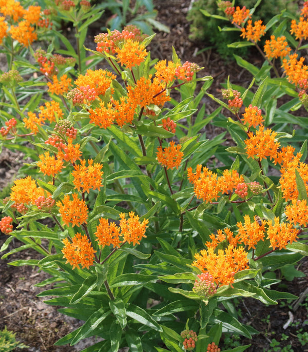 Milkweed Orange