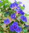 Morning Glory Heavenly Blue