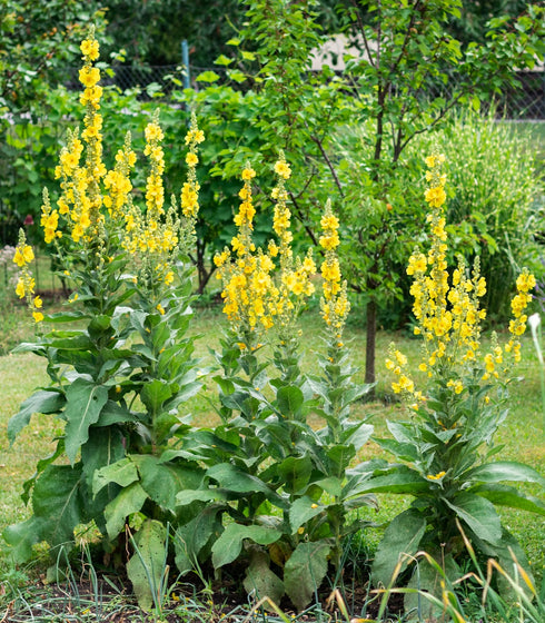 Great Mullein 150 Seeds